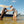 Man in a coral button up playing with a dog in shallow water near a boat on a sunny day.